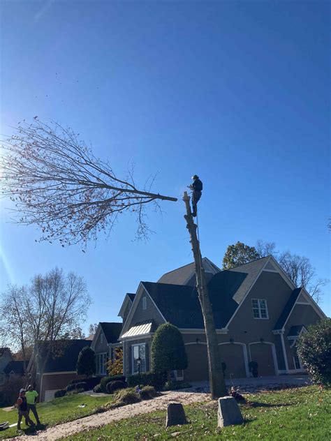 Monster tree service of knoxville reviews - At Monster Tree Service, we understand that some trees are beyond recovery, making removal necessary. We safely remove trees using state-of-the-art equipment and industry best practices. Each Monster Tree Service location is locally owned and operated with the backing of a nationally recommended company, which allows our team to provide ...